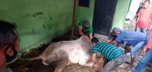 Idul Adha, Akhyar Berkurban Seekor Lembu Di Masjid Al Ittihad Brayan Bengkel
