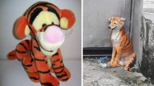 Anjing Dicat Mirip Harimau, Pecinta Hewan Murka