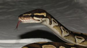 Naas, Remaja Ini Digigit Ular Saat Duduk di Kloset