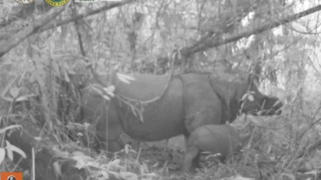 Taman Nasional Ujung Kulon Umumkan Kelahiran Sepasang Anak Badak Jawa