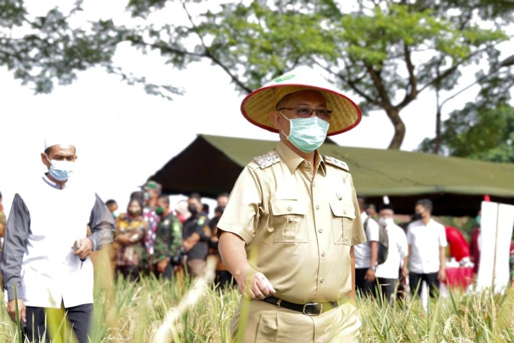 Hadiri Panen Raya Kodim 0201/BS, Akhyar : Dukung Ketahanan Pangan