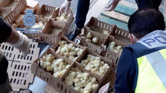 Petugas Kepolisan Temukan Puluhan Ribu Anak Ayam Terlantar di Bandara Madrid Spanyol