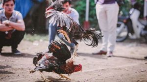 Gerebek Lokasi Judi Sabung, Pimpinan Polisi Ini Malah Tewas Diserang Ayam