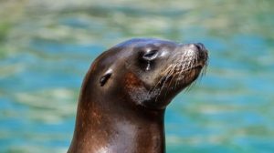 Misterius, Ribuan Anjing Laut di Namibia Mati Sejak Bulan Lalu