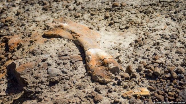Wow, Bocah Ini Temukan Fosil Dinosaurus Langka Berusia 69 Juta Tahun