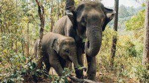 Tragis, Gajah Kelaparan Serbu Pembuangan Sampah Makan Plastik dan Mati Perlahan