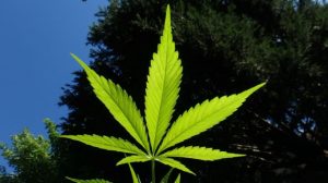 Soal Ganja untuk Medis, DPR Minta Pemerintah Siapkan Aturan Ketat