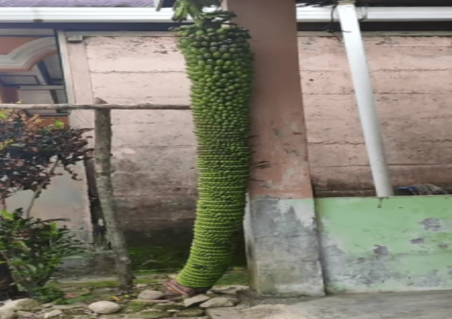 Unik, Pohon Pisang di Tapteng Miliki Buah Hingga 3 Meter