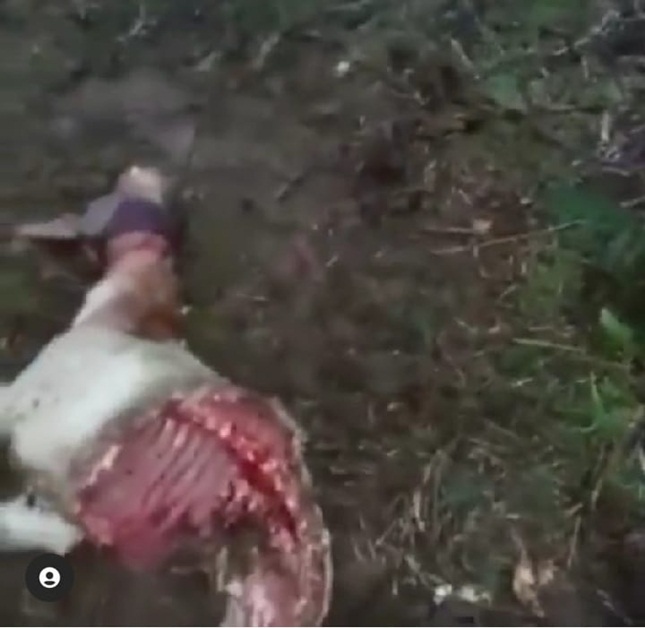 Harimau Mangsa Kambing Warga di Toba Samosir