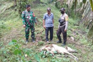 Harimau Kembali Serang 2 Ekor Lembu Warga Bahorok