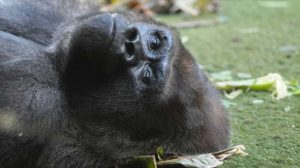 Dua Ekor Gorila Terpapar Virus Covid-19, Diduga Tertular Dari Staff Kebun Binatang