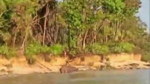 Spesis Langka Badak Jawa Tertangkap Kamera Di Ujung Kulon