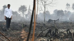 Jokowi: Sumatra Berpotensi Karhutla