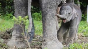 Anak Gajah Sumatera Lahir Dengan Selamat di Tangkahan Langkat