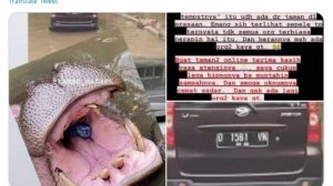 Viral, Pengunjung Taman Safari Lempar Sampah Plastik Ke Mulut Kuda Nil