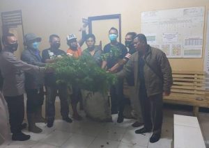 Tanam Ganja, Warga Simalungun Ini Diringkus Polisi