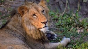 Tak Hanya Manusia, Badai  Covid-19 di India Juga Ikut Menular ke Singa-singa di Kebun Binatang