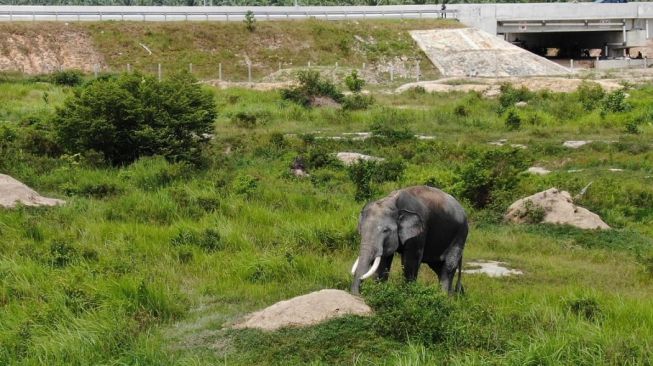 Diduga Tersambar Petir, 18 Gajah Liar di India Tewas