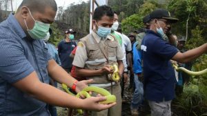 BBKSDA Lepasliarkan 10 Satwa ke Habitat Alami di Papua