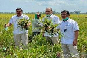 Pembelian Beras Petani Capai 9.055 Ton, Bulog Sumut : Stok Semakin Aman