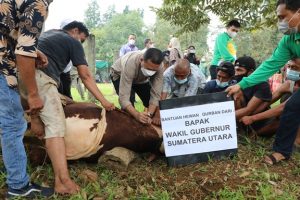 Wagub Sumut Sembelih Sapi Kurban Seberat 1,2 Ton dari Presiden RI