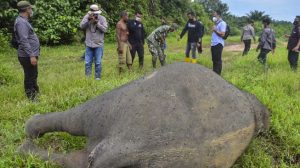 Buru Pelaku Pemenggalan Kepala Gajah, Polisi Bentuk Tim Khusus