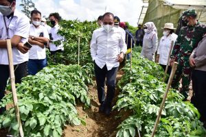Agar Produksi Kentang Sumut Meningkat, Gubsu : Harus Didukung Dengan Pengembangan Bibit