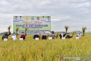 Diprediksi Meningkat, Produksi Padi Di Sumut Pada Bulan Agustus Bakal Mencapai 370.950 ton