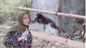 Niat Swafoto Dengan Monyet, Wanita Ini Malah Diterkam