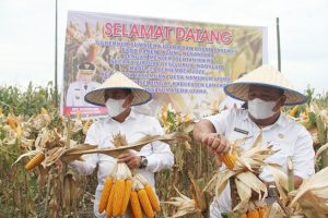 Miliki Potensi Besar, Gubsu Terus Pacu Produksi Jagung Sumut