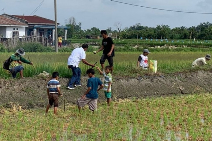 Petani di Simalungun Buru Hama Tikus Perusak Padi