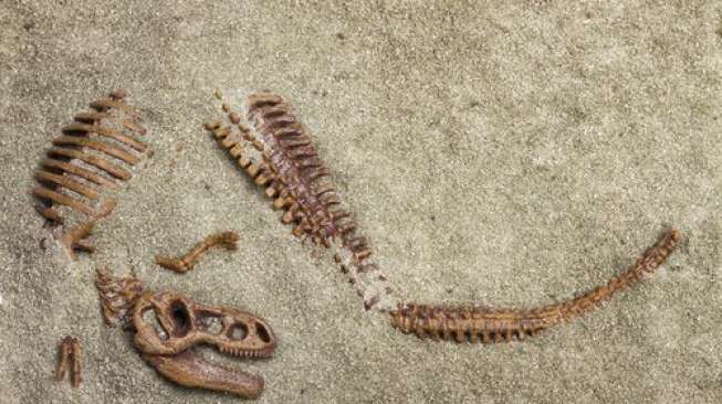 Berusia 165 Juta Tahun, Spesies Dinosaurus Baru dan Langka Ditemukan di Maroko