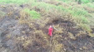 Bisa Berakibat Kebakaran Hutan, BPBD Sumut Minta Warga Tak Buka lahan dengan cara dibakar