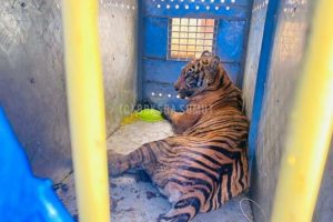 Usai Ditangkap, Kondisi Harimau Liar Yang Masuk Perangkap Dalam Keadaan Lemah
