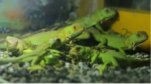 Dilanda Cuaca Ekstrem, Kawanan Iguana di AS Berjatuhan Dari Pohon Karena Membeku