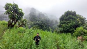Dua Hektar Ladang Ganja Ditemukan Polisi di Pegunungan Tor Mangompang Mandailing Natal
