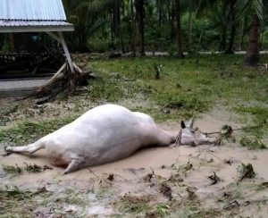 Dilanda Banjir Bandang , 178 Hewan Ternak di Kabupaten Banggai Mati