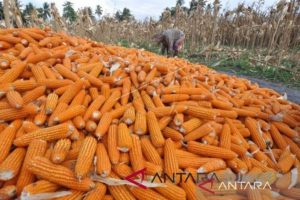 Hingga Juli, Produksi Jagung di Sumut diprediksi surplus 25.293 ton
