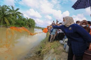 Hari Lingkungan Hidup, Nawal Lubis dan Sri Ayu Mihari Tabur Benih Ikan di Sungai Belutu