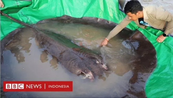 Miliki Bobot 300 Kilogram, Ikan Air Tawar Terbesar Dunia ini Ditemukan di Sungai Kamboja