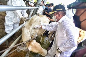 8.000 Hewan Ternak Sumut Sembuh dari PMK, Edy Rahmayadi Salurkan 10 Ribu Vaksin PMK Serentak di Sumut