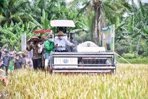 Panen Padi di Kabupaten Sergai, Edy Rahmayadi Puji Kerja Keras Petani