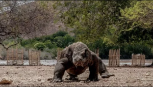 Pemprov NTT Tunda Tarif Baru Masuk Pulau Komodo