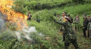 BNN Temukan 4 Hektar Ladang Ganja di Madina