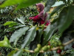 Hutan Terjaga, Kopi Mandailing Kian Harum