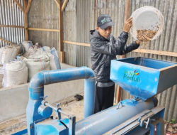 Aroma Green Bean Kopi Sipirok Asal Tapanuli Selatan Binaan PLN Menembus Pasar Internasional