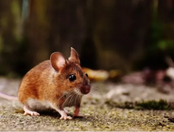 Terserang Wabah Leptospirosis, 3 Orang Di Jawa Timur Meninggal