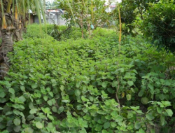 Rutin Konsumsi Daun Bangun-Bangun, Warga Kecamatan Medan Deli Akui Tumbuh Kembang Anaknya Meningkat