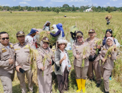 Karantina Pertanian Belawan Kawal Panen Padi di Kabupaten Simalungun