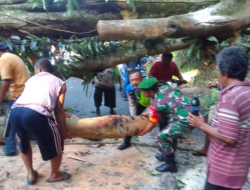 Pohon Tumbang di Sibolangit, Arus Lalu Lintas Medan-Brastagi Macet
